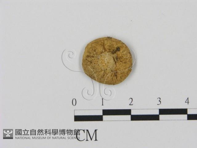 登錄號:F0002675藏品圖，第1張