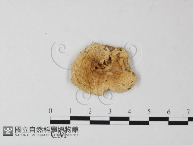 登錄號:F0012675藏品圖，第1張