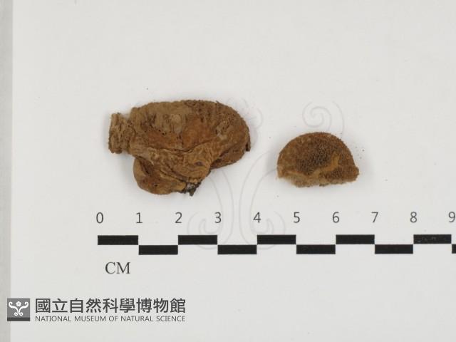 禿馬勃屬藏品圖，第1張