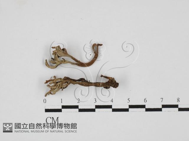 登錄號:F0027675藏品圖，第1張