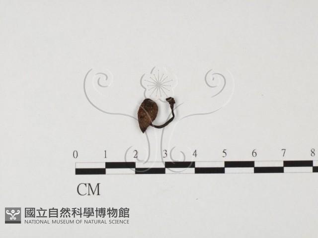 登錄號:F0025675藏品圖，第1張