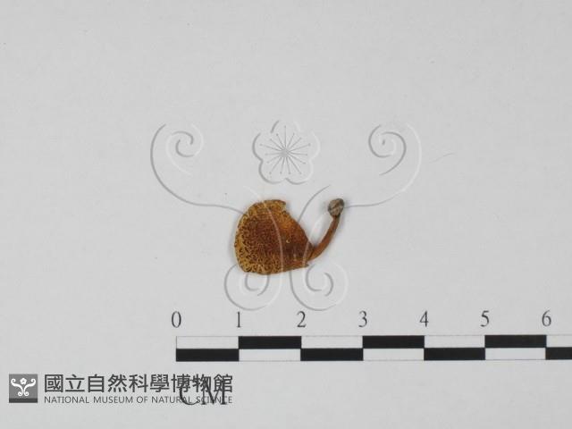 登錄號:F0015675藏品圖，第1張