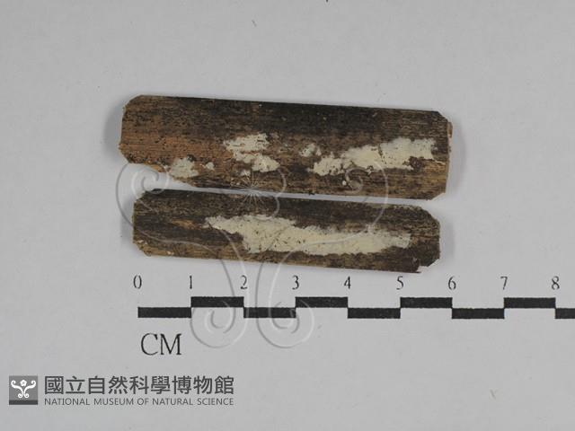 絲齒菌屬藏品圖，第1張