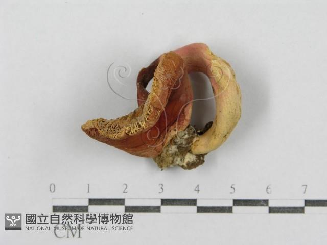 紅菇屬藏品圖，第1張