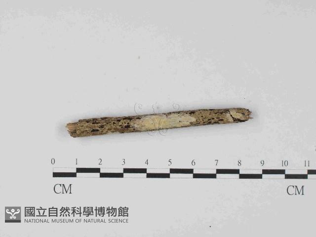 登錄號:F0023675藏品圖，第1張