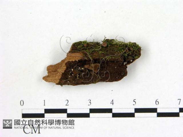 登錄號:F0003675藏品圖，第1張