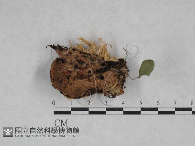 容氏菌屬藏品圖，第1張