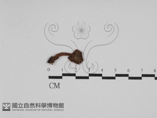 登錄號:F0008475藏品圖，第1張