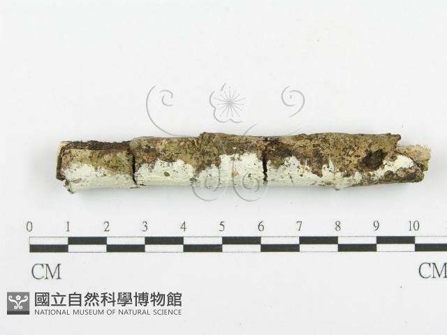 登錄號:F0020475藏品圖，第1張