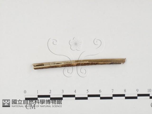 冇骨消絲齒菌藏品圖，第1張