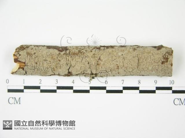 登錄號:F0010475藏品圖，第1張