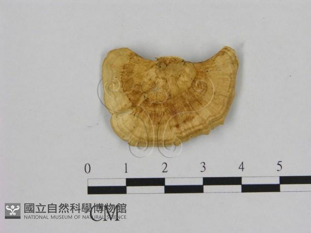 登錄號:F0006475藏品圖，第1張