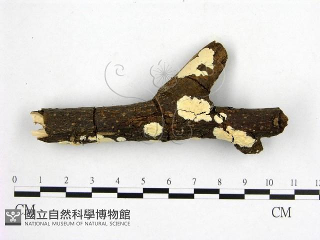 登錄號:F0001475藏品圖，第1張