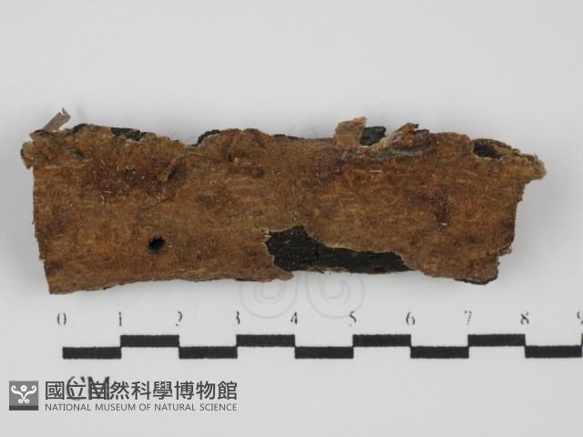 登錄號:F0031475藏品圖，第1張