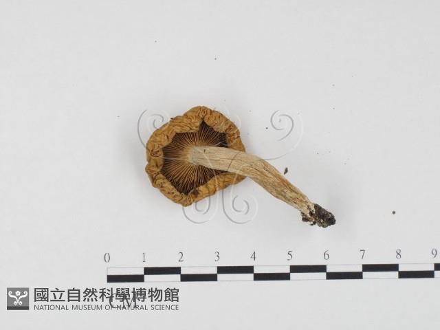 紅菇屬藏品圖，第1張