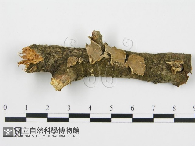 登錄號:F0004475藏品圖，第1張