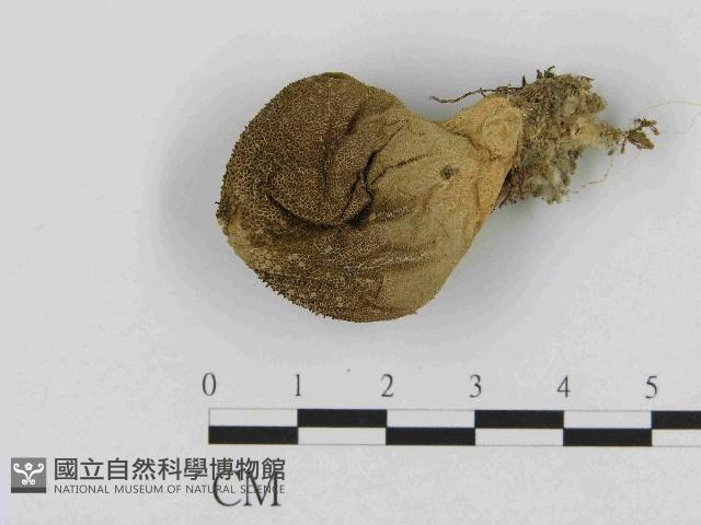 登錄號:F0014475藏品圖，第1張