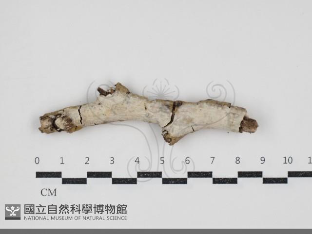 登錄號:F0034475藏品圖，第1張