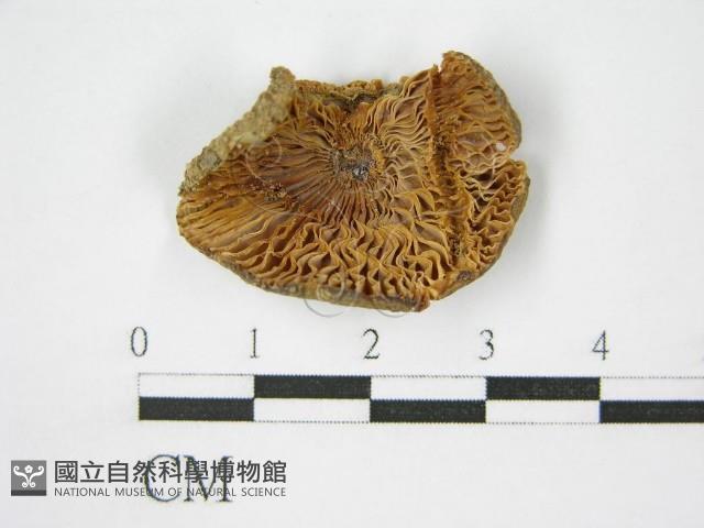 登錄號:F0012475藏品圖，第1張