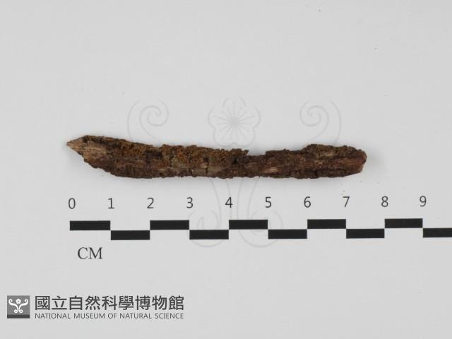登錄號:F0032475藏品圖，第1張