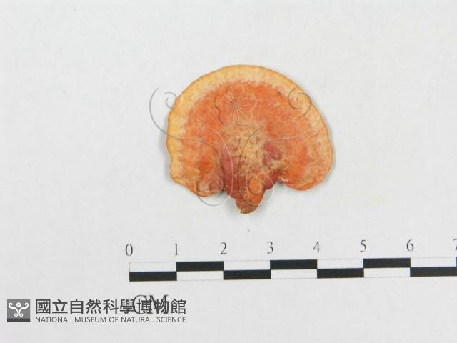 血紅密孔菌藏品圖，第1張