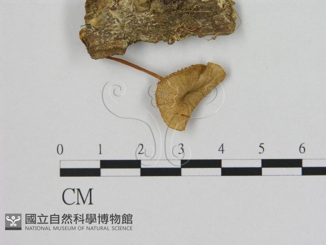 登錄號:F0005475藏品圖，第1張