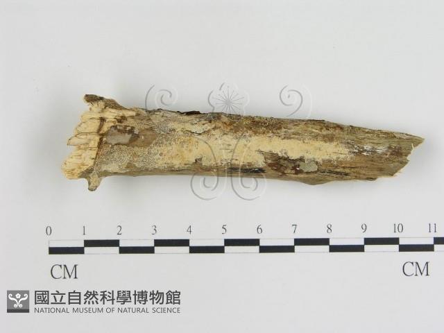 登錄號:F0015475藏品圖，第1張