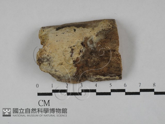 登錄號:F0029475藏品圖，第1張