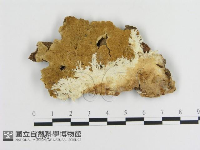 登錄號:F0009475藏品圖，第1張