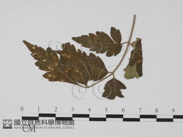 登錄號:F0019475藏品圖，第1張