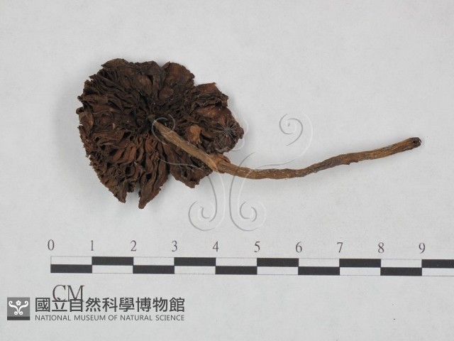 登錄號:F0023475藏品圖，第1張