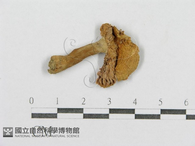 登錄號:F0003475藏品圖，第1張