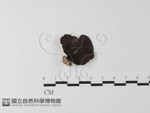 相鄰小孔菌藏品圖，第1張