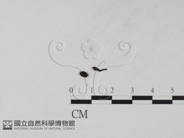 登錄號:F0020775藏品圖，第1張