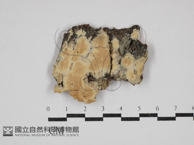 登錄號:F0030775藏品圖，第1張