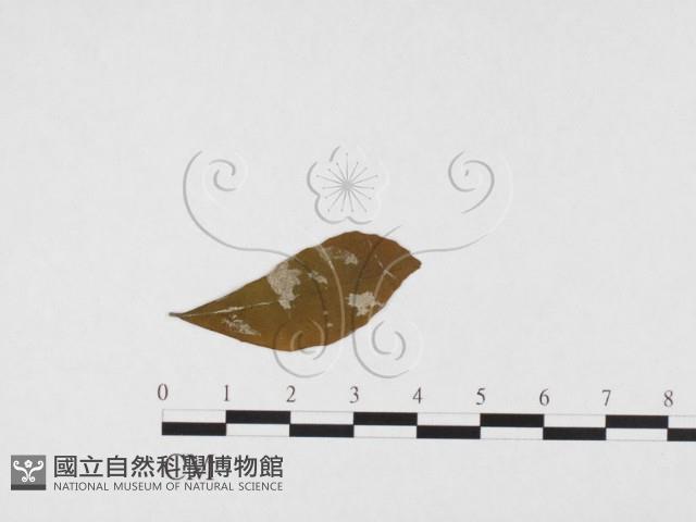 登錄號:F0026775藏品圖，第1張