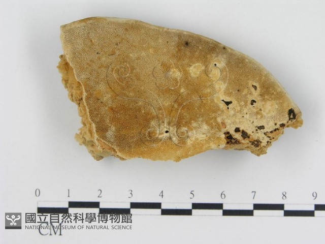松生擬層孔菌藏品圖，第1張