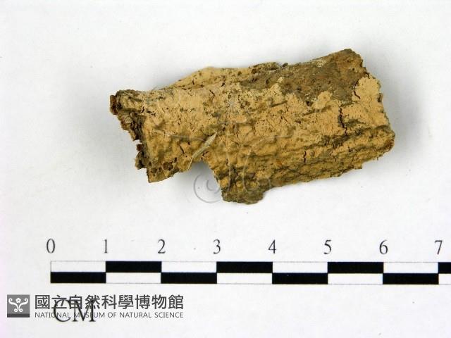 登錄號:F0021775藏品圖，第1張