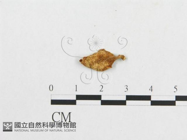 多孔菌屬藏品圖，第1張