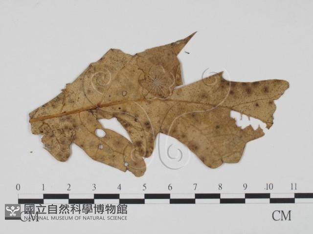 登錄號:F0011775藏品圖，第1張