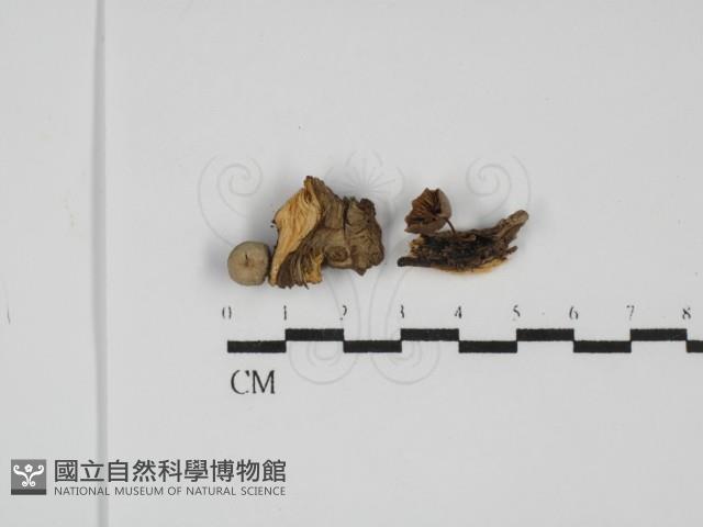 微皮傘屬藏品圖，第1張