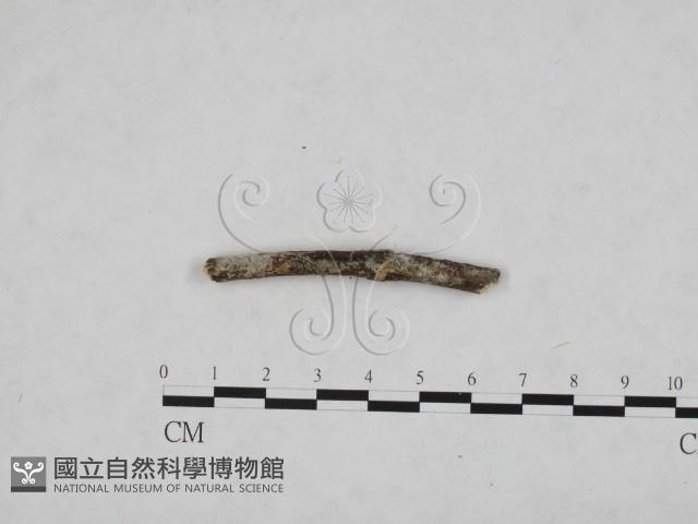 登錄號:F0024775藏品圖，第1張