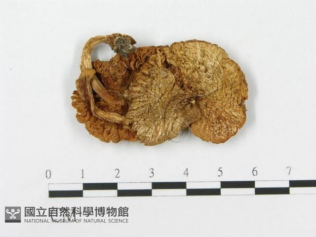 登錄號:F0004775藏品圖，第1張