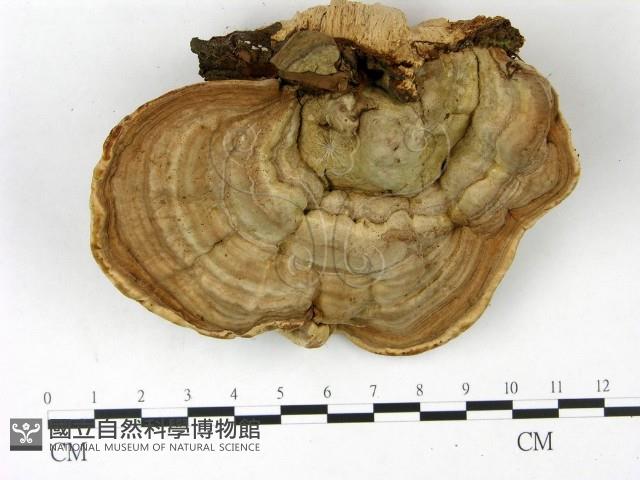 登錄號:F0022775藏品圖，第1張