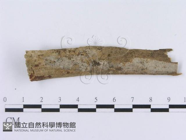 登錄號:F0012775藏品圖，第1張