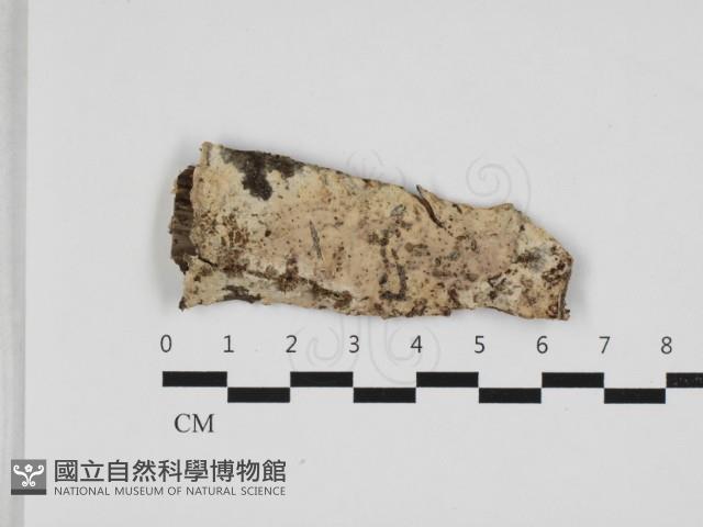 登錄號:F0032775藏品圖，第1張