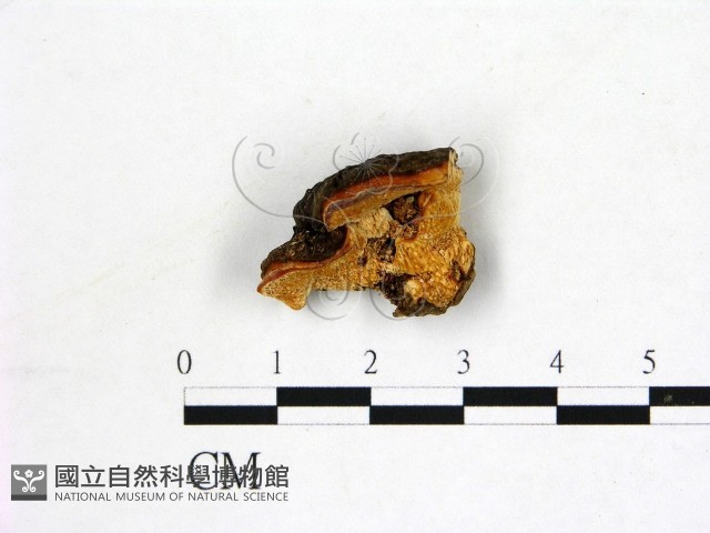 登錄號:F0007775藏品圖，第1張