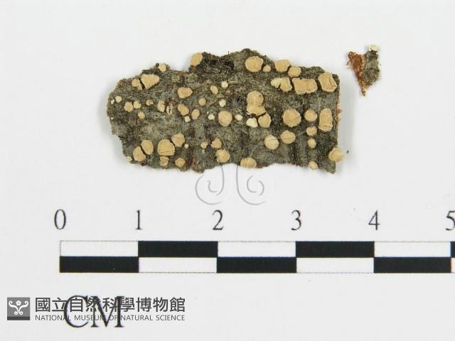 登錄號:F0017775藏品圖，第1張