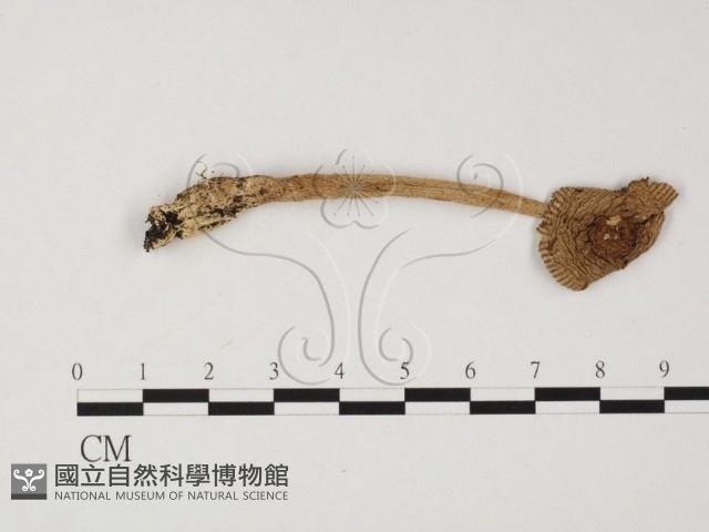 登錄號:F0025775藏品圖，第1張