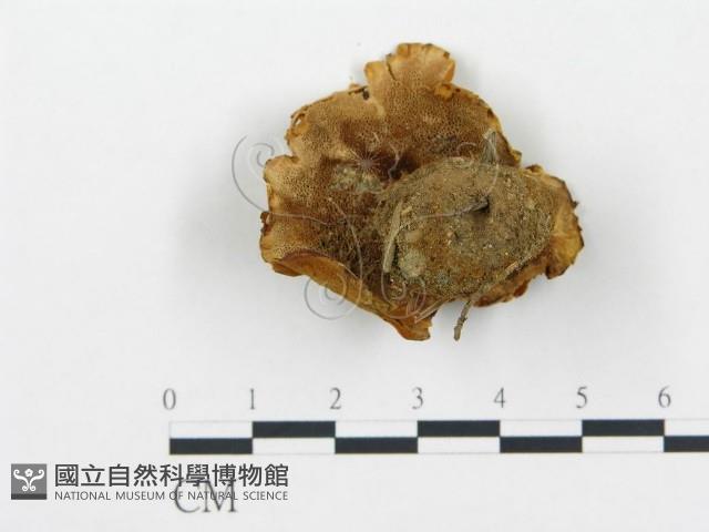 登錄號:F0005775藏品圖，第1張